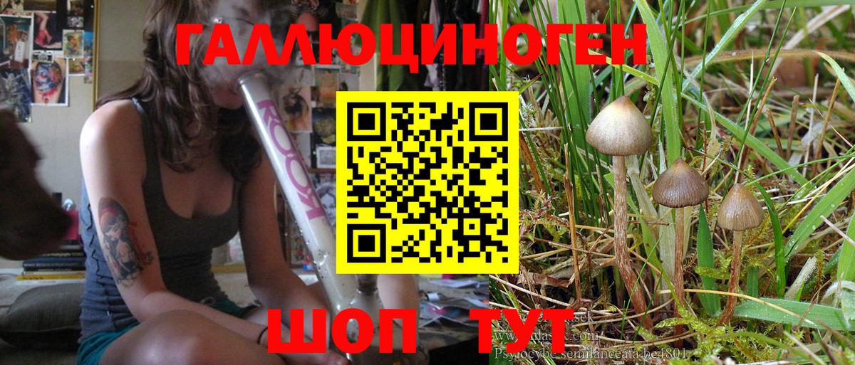 Галлюциногенные грибы Cubensis Железногорск